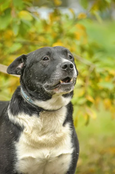 Hond in het park — Stockfoto