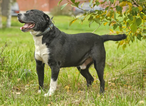 Cão no parque — Fotografia de Stock