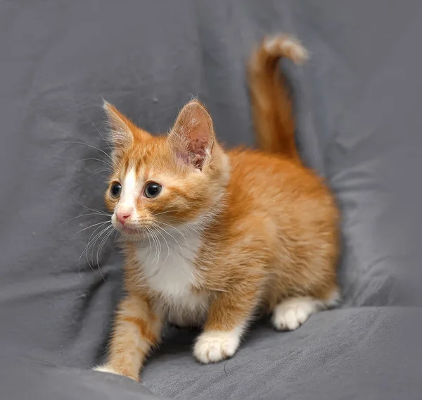 Beautiful kitten cat — Stock Photo, Image