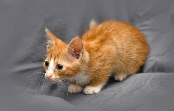 Beautiful kitten cat — Stock Photo, Image