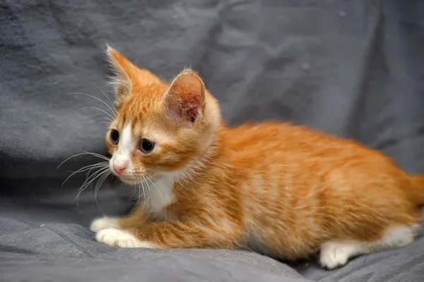 Bellissimo gatto gattino — Foto Stock