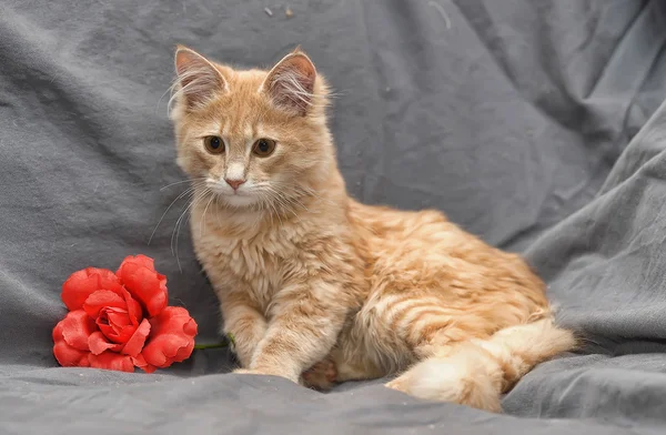 かわいい小さな赤い猫の肖像画 — ストック写真