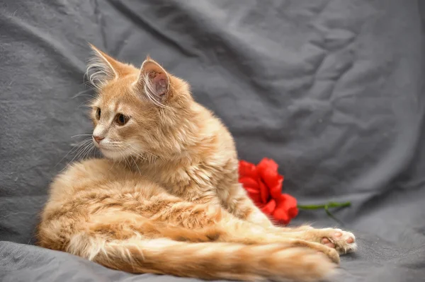 Retrato de um pequeno gato vermelho bonito — Fotografia de Stock