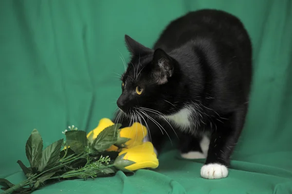 Gato negro con rosas amarillas sobre fondo verde —  Fotos de Stock