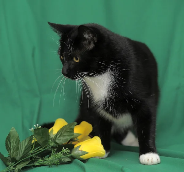 Svart katt med gula rosor på en grön bakgrund — Stockfoto