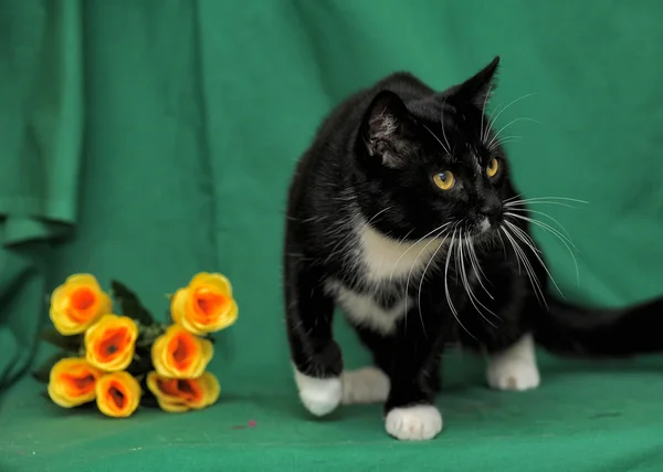 Chat noir avec des roses jaunes sur fond vert — Photo