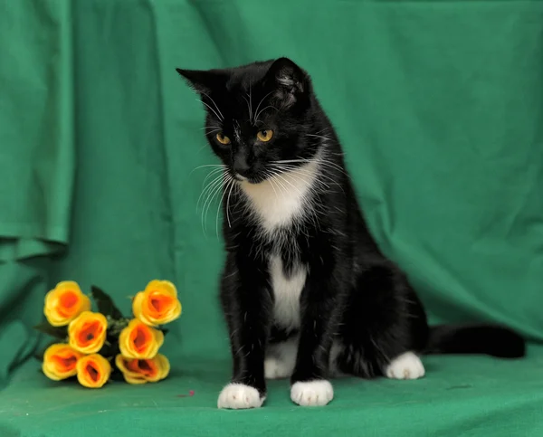 Black cat with yellow roses on a green background — Stock Photo, Image