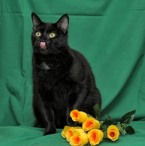 Chat noir avec des roses jaunes sur fond vert — Photo