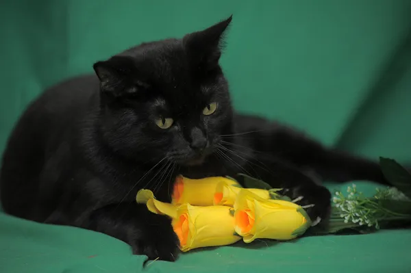 Gatto nero con rose gialle su sfondo verde — Foto Stock