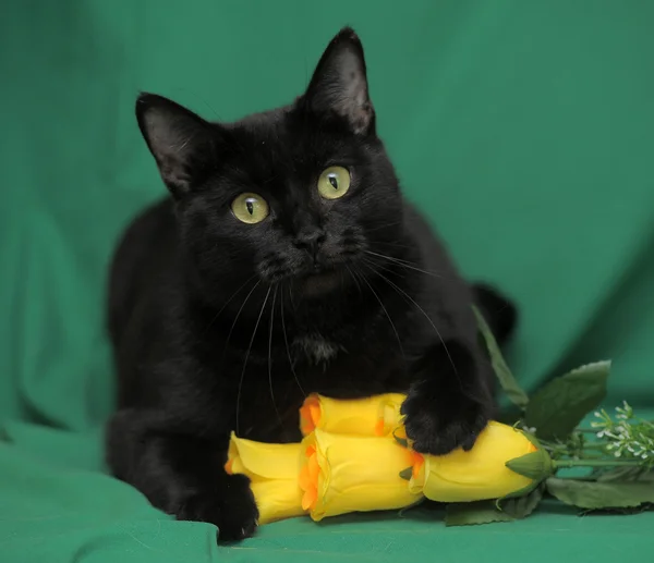 Schwarze Katze mit gelben Rosen auf grünem Hintergrund — Stockfoto