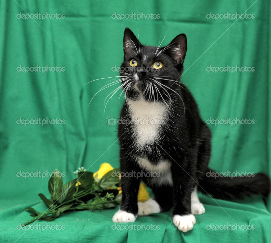 Chat Noir Avec Des Roses Jaunes Sur Fond Vert Photographie Evdoha C Chat Noir Avec Des Roses Jaunes Sur Fond Vert Photographie Evdoha C