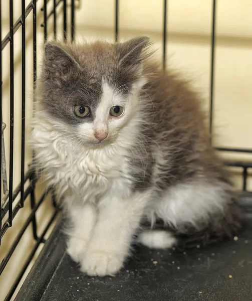 Kafesteki küçük kedi yavrusu — Stok fotoğraf