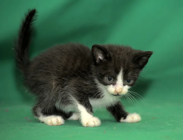 Pequeno gatinho preto e branco em um fundo verde — Fotografia de Stock