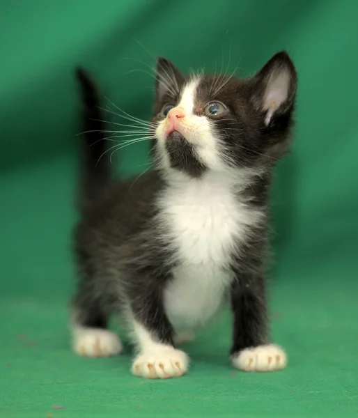 緑の背景に小さな黒と白の子猫 — ストック写真