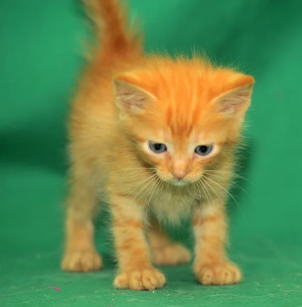 Ginger gatito sobre un fondo verde —  Fotos de Stock