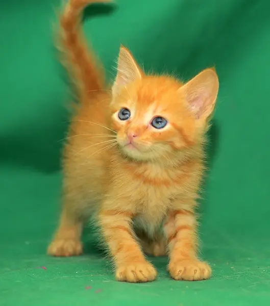 緑の背景に生姜子猫 — ストック写真