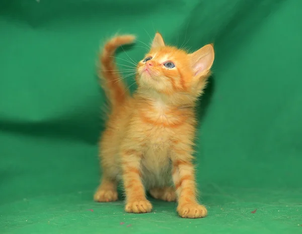 Ginger kitten on a green background — Stock Photo, Image