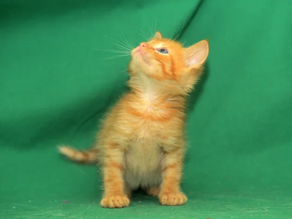 Yeşil zemin zencefil yavru kedi — Stok fotoğraf