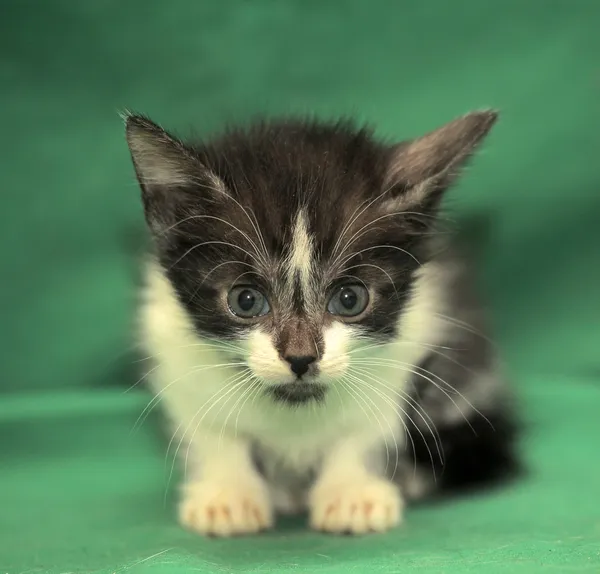 Small black and white kitten on a green background — Stok fotoğraf