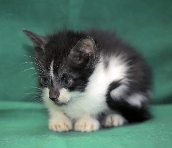 Piccolo gattino bianco e nero su sfondo verde — Foto Stock