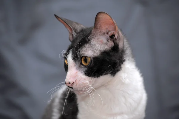 Witte en zwarte cornish rex kat. — Stockfoto