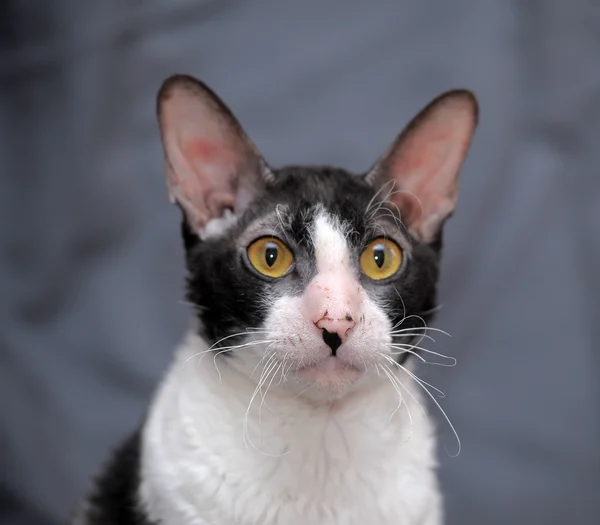 White and black cornish rex cat. — Stock Photo, Image