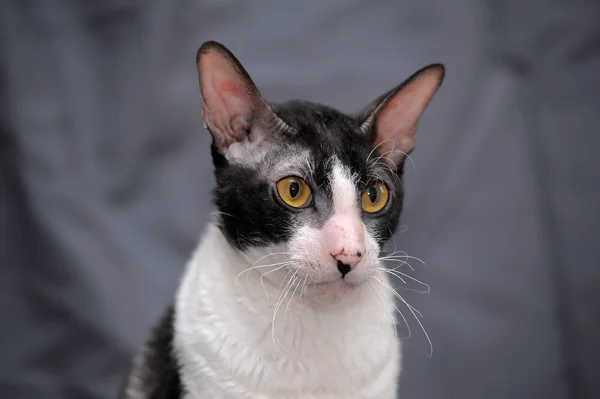 White and black cornish rex cat. — Stock Photo, Image