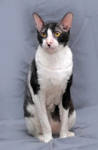 White and black cornish rex cat. — Stock Photo, Image