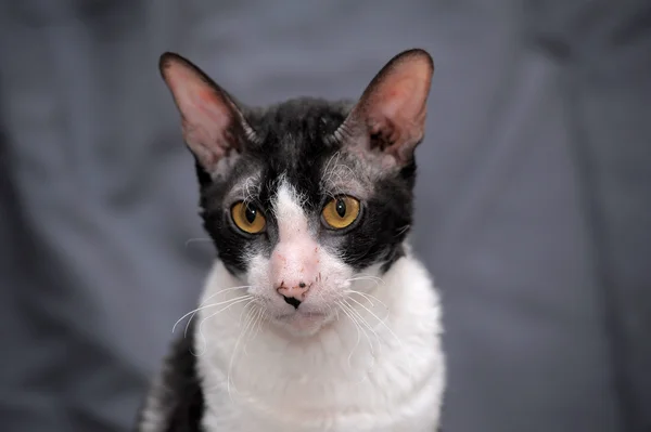 White and black cornish rex cat. — Stock Photo, Image