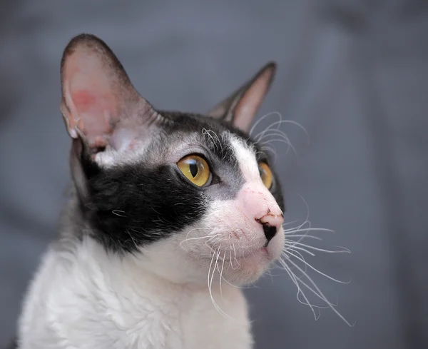 Fehér és fekete cornish rex macska. — Stock Fotó