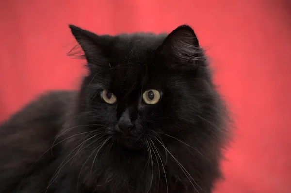 Gato negro esponjoso sobre fondo rojo —  Fotos de Stock