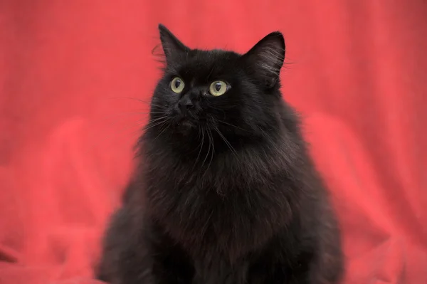 Puha fekete macska, piros háttéren — Stock Fotó