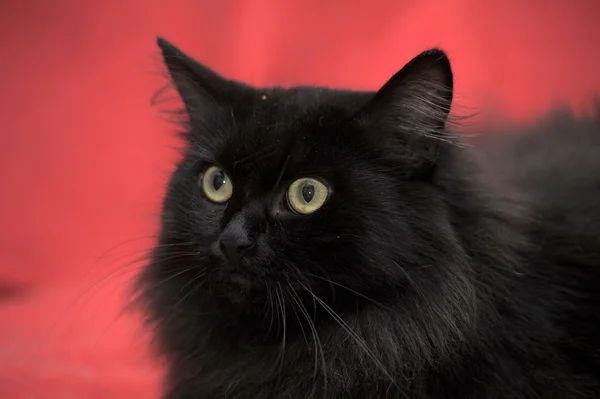 Fluffy black cat on a red background