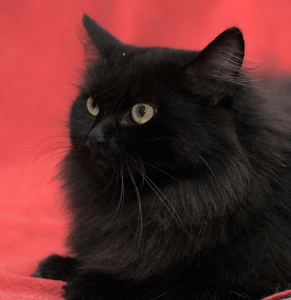 Αφράτο μαύρη γάτα σε κόκκινο φόντο — Φωτογραφία Αρχείου