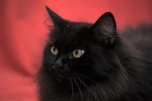 Fluffy black cat on a red background — Stock Photo, Image