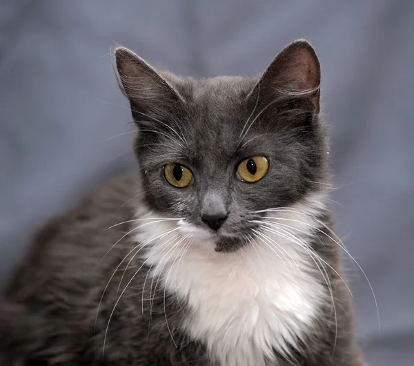 Fluffy kitten — Stock Photo, Image