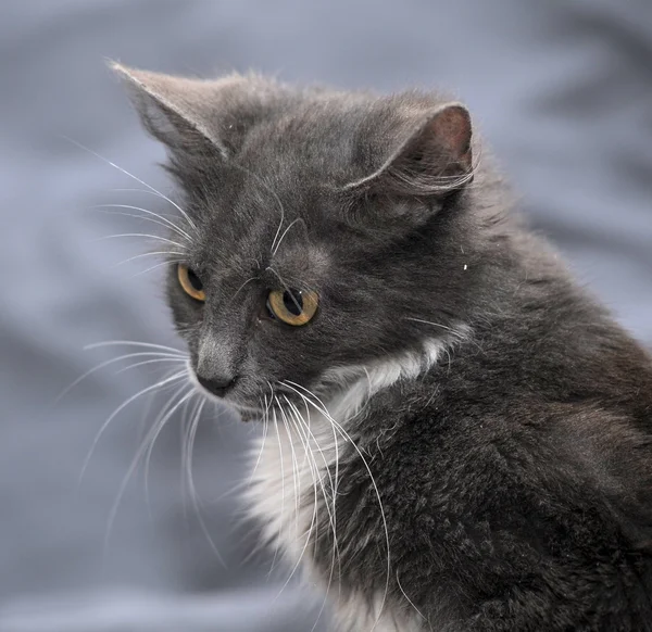 Portrait of cat — Stock Photo, Image