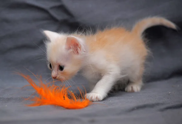 젊은 줄무늬 고양이 — 스톡 사진
