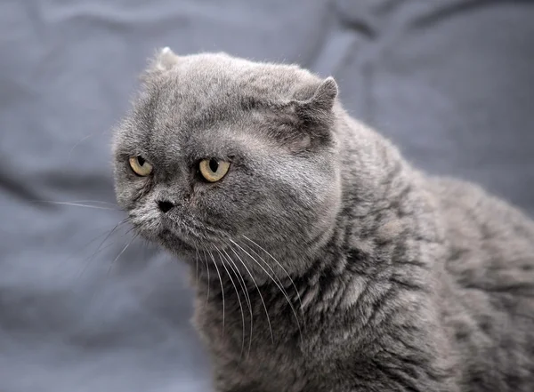 Gri İngiliz kedi — Stok fotoğraf