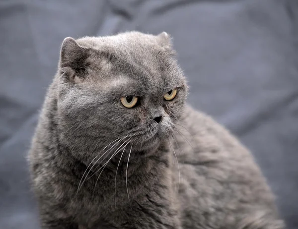 Gato britânico cinzento — Fotografia de Stock