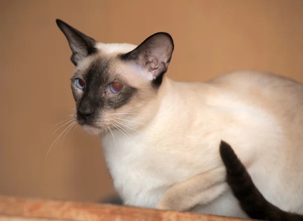 Siamese kitten — Stock Photo, Image