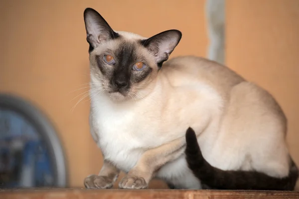 Siamese kitten — Stock Photo, Image