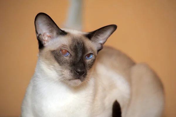 Siamese kitten — Stock Photo, Image