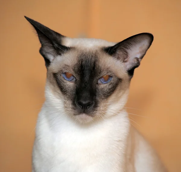 Gatinho siamês — Fotografia de Stock