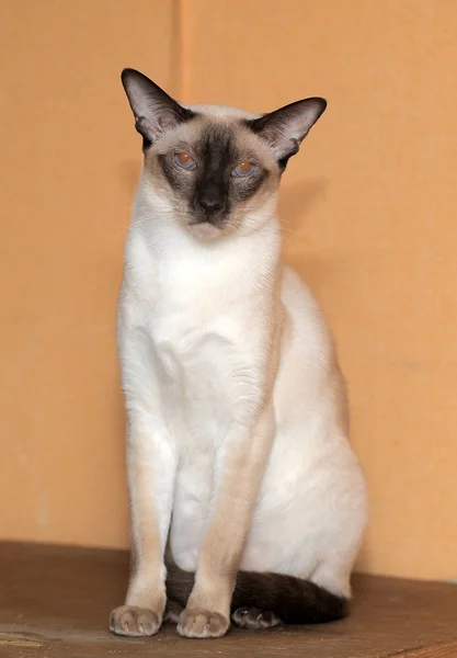 Siamese kitten — Stockfoto