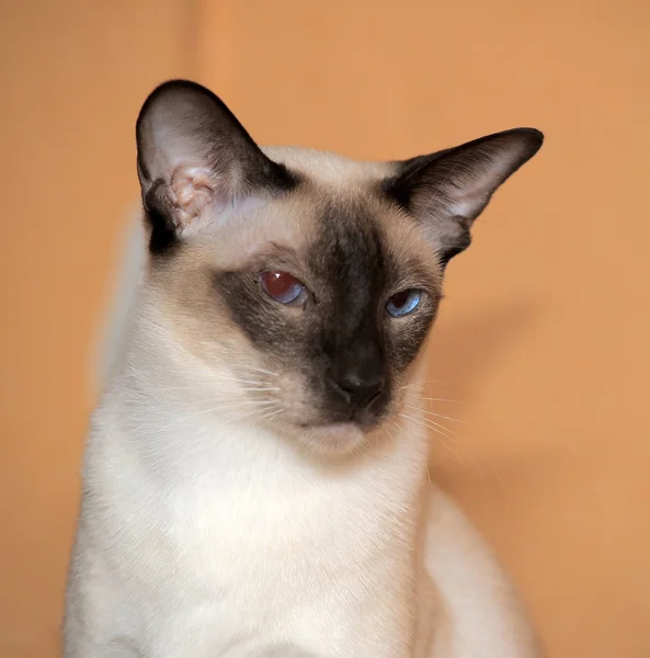 Gatinho siamês — Fotografia de Stock