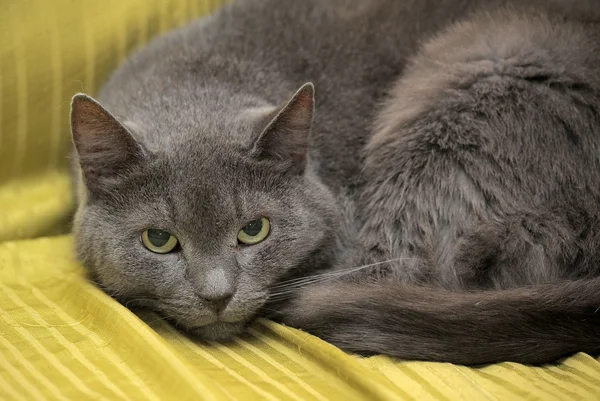 Синий красивый серый кот — стоковое фото