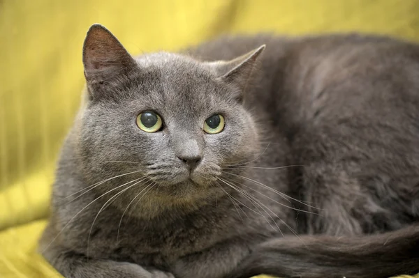 俄罗斯的蓝色的美丽的灰色的猫 — 图库照片