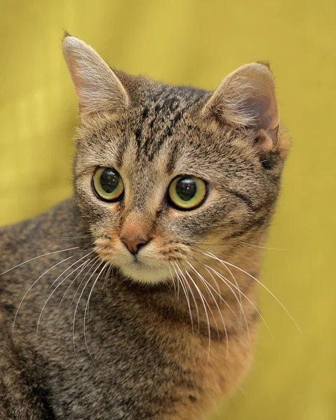 Gato europeo — Foto de Stock