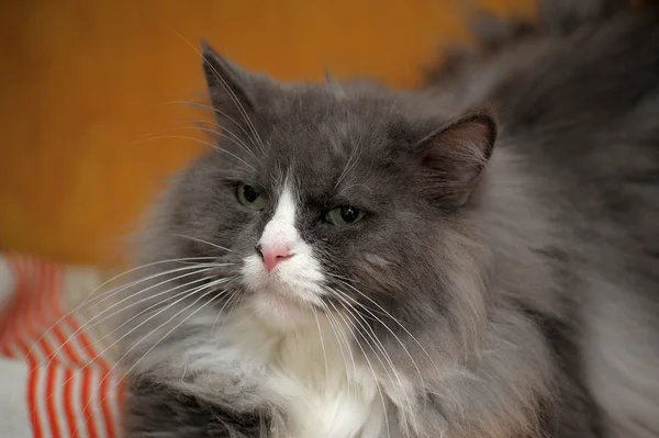 Gato en estudio — Foto de Stock